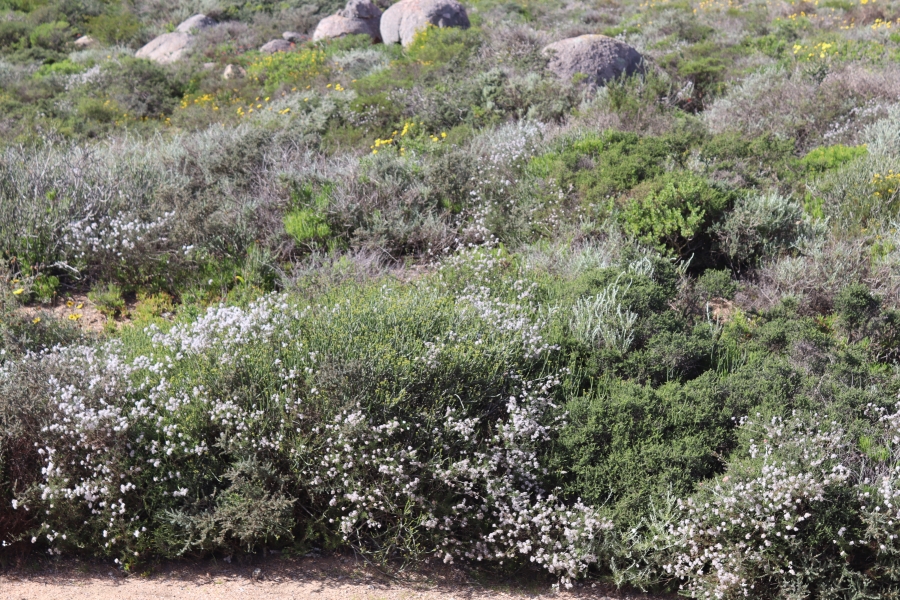 0 Bedroom Property for Sale in Steenbergs Cove Western Cape